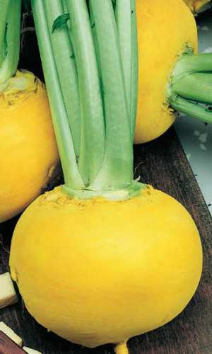 Репа ЗОЛОТОЙ ШАР