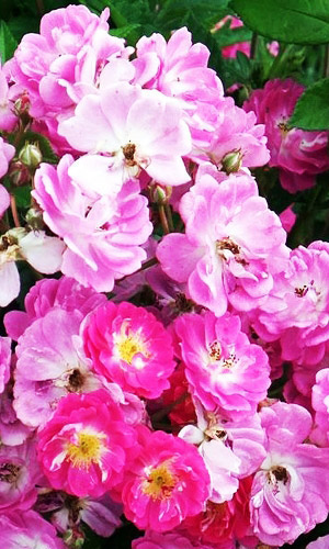 Роза КРЫЛЬЯ АНГЕЛОВ