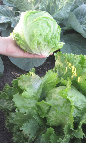 Салат БАТАВИЯ