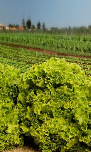 Салат ГРАНД РАПИДС