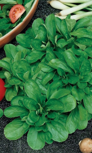 Салат корн ЭКСПРОМТ