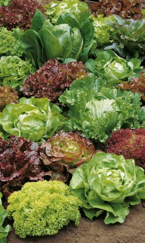 Салат КОРОЛЕВСКИЙ РАЗМАХ