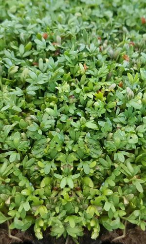 Салат кресс-салат ОРЕХОВЫЙ