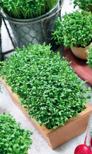 Салат кресс-салат ЗАБАВА