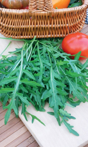 Салат РУККОЛА (ИНДАУ РАКЕТ) СИЦИЛИЯ