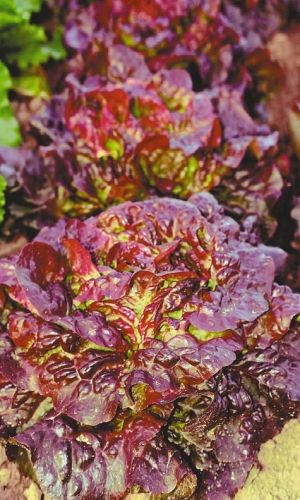 Салат ВИШНЁВАЯ ДЫМКА