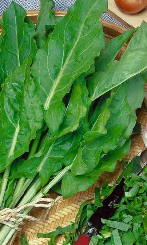 Щавель БЕЛЬВИЛЬСКИЙ