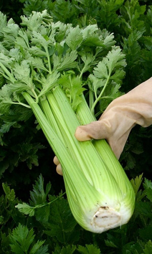 Сельдерей черешковый ТАНГО ВТРОЁМ