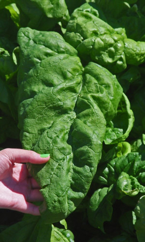 Шпинат МАТАДОР