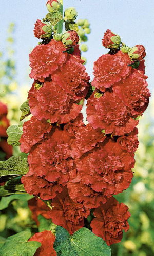 Шток-роза АЛАЯ