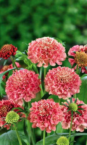 Скабиоза БАРБИ