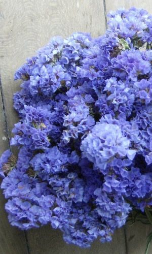 Статица СУПРИМ ГОЛУБАЯ