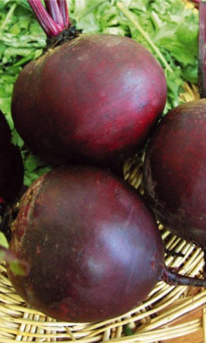 Свёкла ЧЕРВОНА РУТА