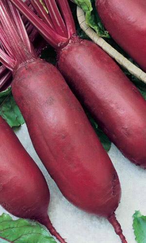 Свёкла ЦИЛИНДРА ОДНОРОСТКОВАЯ