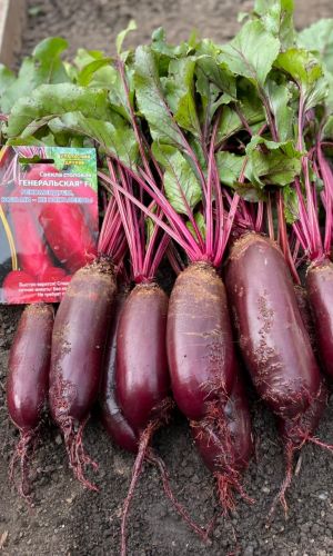 Свёкла ГЕНЕРАЛЬСКАЯ