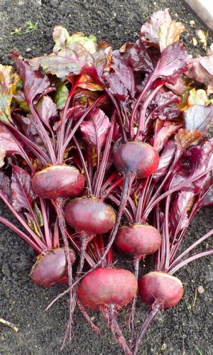 Свёкла ГРИБОВСКАЯ ПЛОСКАЯ А473