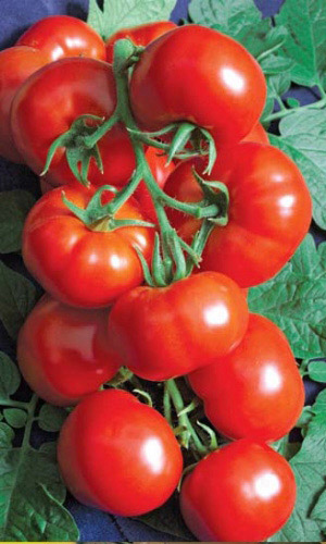 Томат БАЛЛАДА &mdash; Об этом сорте можно писать баллады! Плодоношение очень дружное, созревает целыми кистями!