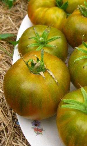 Томат БОЛОТНЫЙ