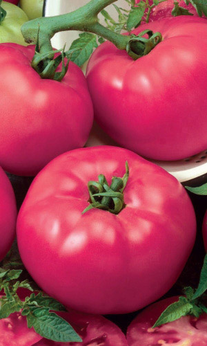 Томат БРЕНДИ РОЗОВЫЙ