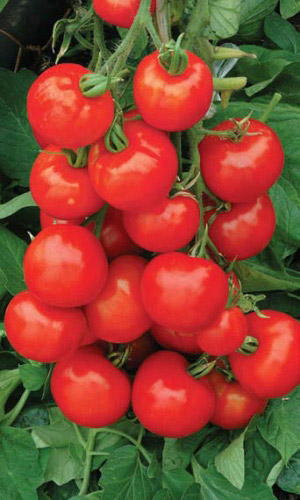 Томат ЧЕЛЯБИНСКИЙ МЕТЕОРИТ &mdash; Самый неприхотливый! Стабильный урожай и в жару, и в холод! Сладкий!