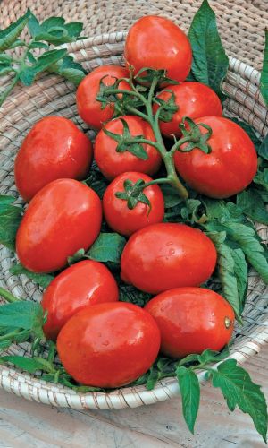 Томат ЧЕРВОНА РУТА &mdash; Крайне удачный сорт! Мякоть плотная и одновременно нежная, ароматная, сахаристая с приятной кислинкой!