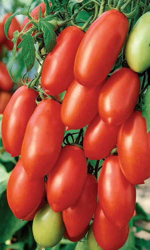 Томат ДАМСКИЙ ПАЛЬЧИК