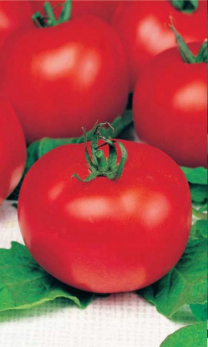 Томат ДУБРАВА