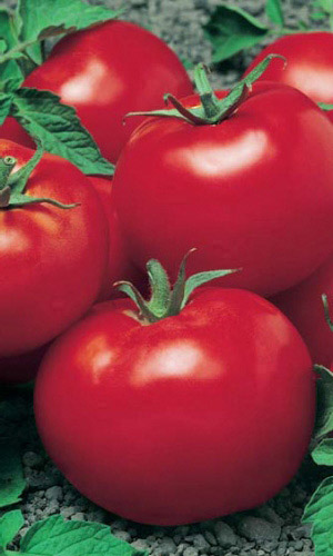 Томат ДЖИНА