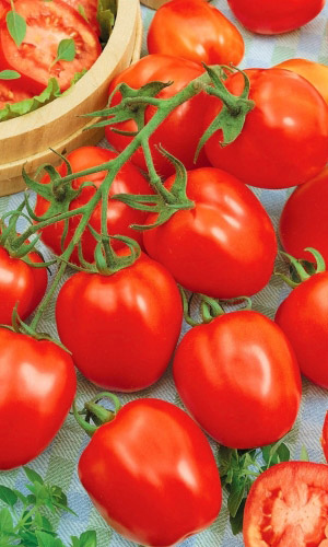 Томат ЭЛЕГАНТ &mdash; Богатый урожай! Ценные засолочные качества! Плоды устойчивы к растрескиванию!