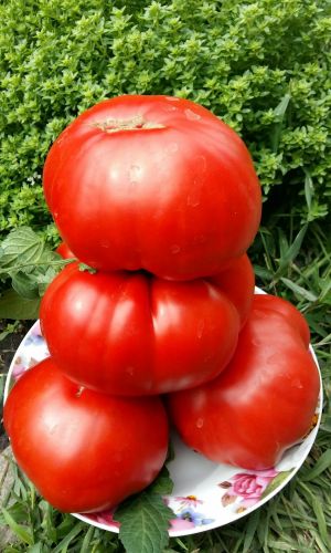 Томат ГИГАНТЕЛЛА