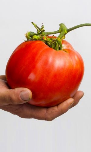 Томат ГОРДОСТЬ СИБИРИ