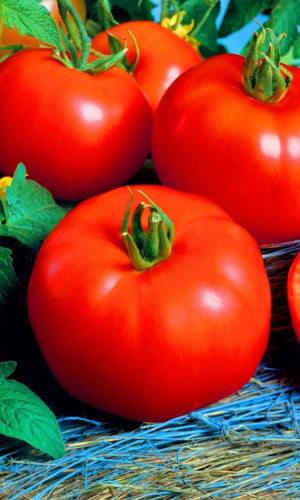 Томат ГУНИН F1