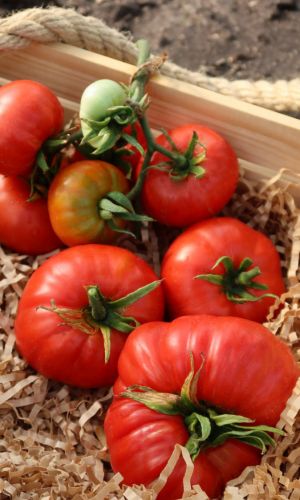 Томат ХЛЕБ ДА СОЛЬ &mdash; Один плод всю семью накормит! Огромный, мясистый, сахаристый!