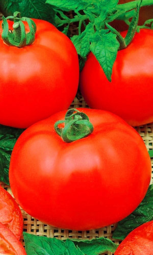 Томат ИСПОЛИН &mdash; Супер крупный! Популярный! Неприхотлив!