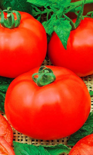 Томат ИСПОЛИН