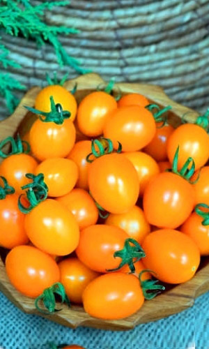 Томат КАРАТ