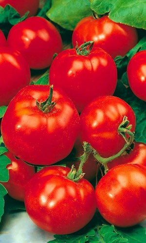 Томат КРАСНАЯ ШАПОЧКА &mdash; Каждый куст, словно шапкой, покрыт множеством алых плодов! А как хорош в засолке!