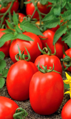 Томат КУБЫШКА &mdash; Сибирская селекция! Не боится ни жары, ни холода! Суперзасол!