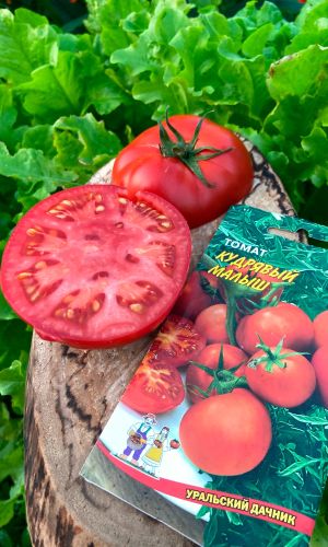 Томат КУДРЯВЫЙ МАЛЫШ