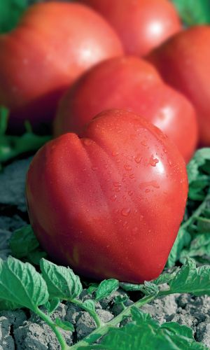 Томат КУДЫКИНА ГОРА &mdash; Районирован на Урале и в Сибири! Плоды мясистые, малосемянные! Достаточно устойчив к заболеваниям!