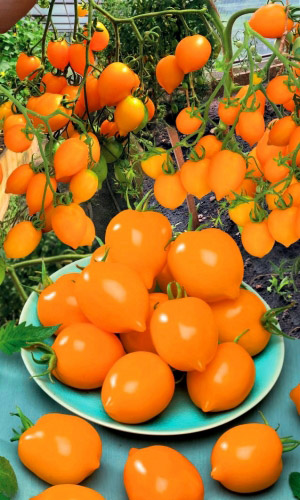 Томат ЛИМОНАДНЫЙ ДЖО