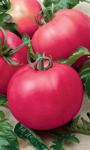 Томат МАЛИНОВКА