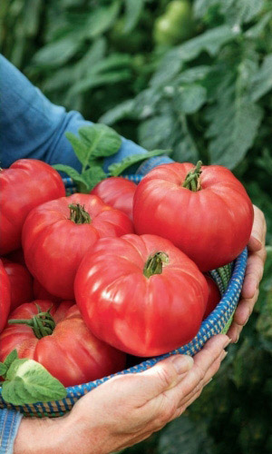 Томат МЕДОВЫЙ &mdash; Крупноплодный! Обильный урожай! Сахарный с зернистой мякотью! Лучший для приготовления соков!