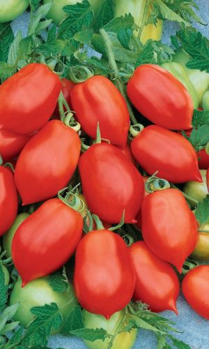 Томат НЕПАСЫНКУЮЩИЙСЯ КОНСЕРВНЫЙ