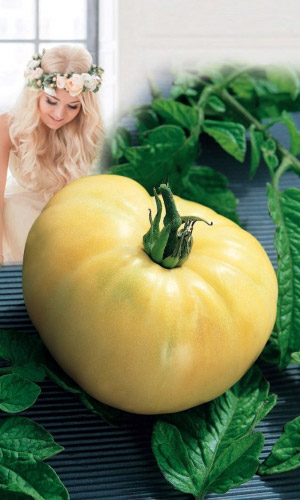 Томат НЕВЕСТА