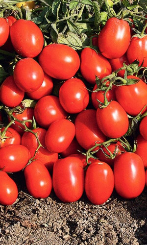 Томат НОВИЧОК (большой пакет)