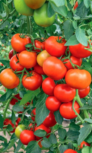 Томат ОГНИ ЧЕЛЯБИНСКА