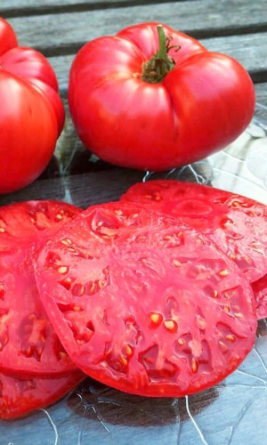 Томат ОГОРОДНИК — Плоды крупные, сочные, мясистые, сладкие, массой до 350 г! Способен дать до 10 кг плодов с куста!