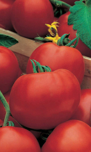 Томат ОЛЯ F1