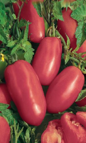 Томат ПЕРЦЕВИДНЫЙ МАЛИНОВЫЙ